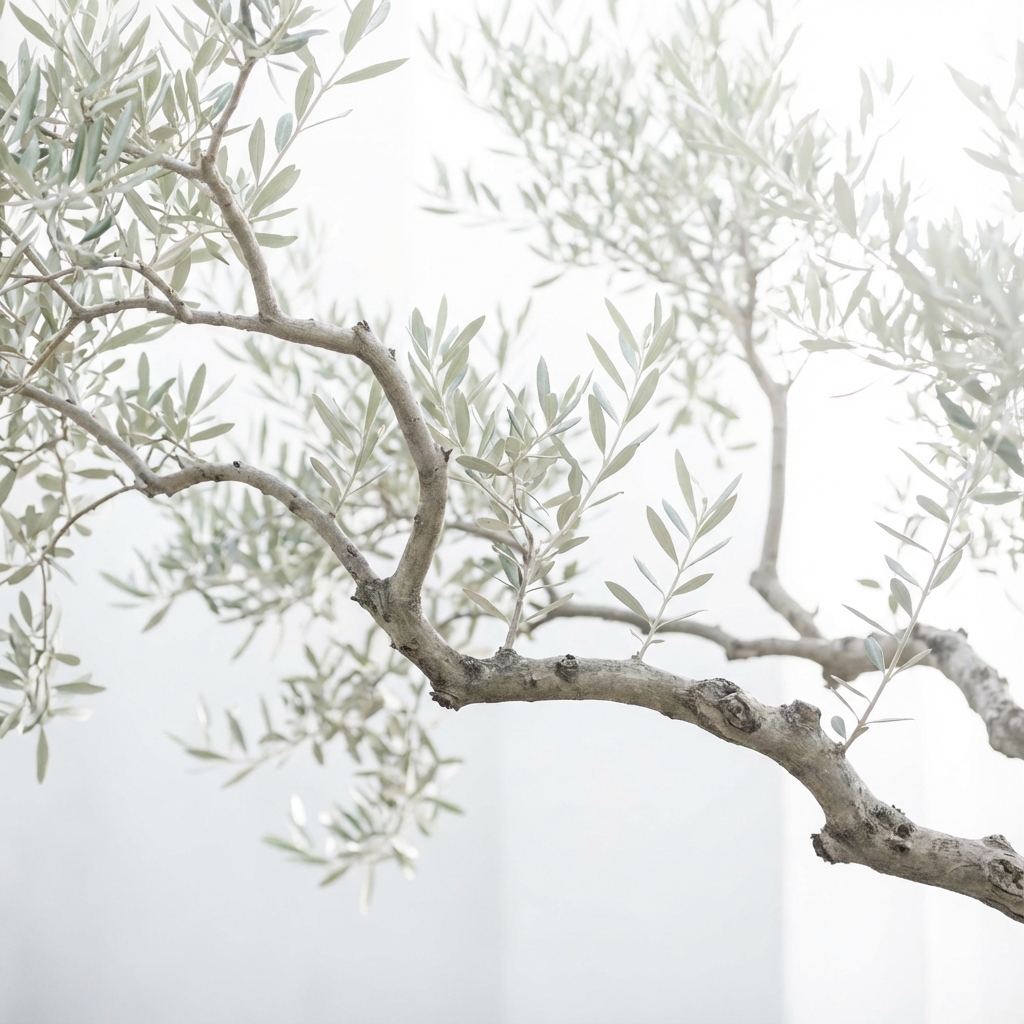 Olive Branches Background